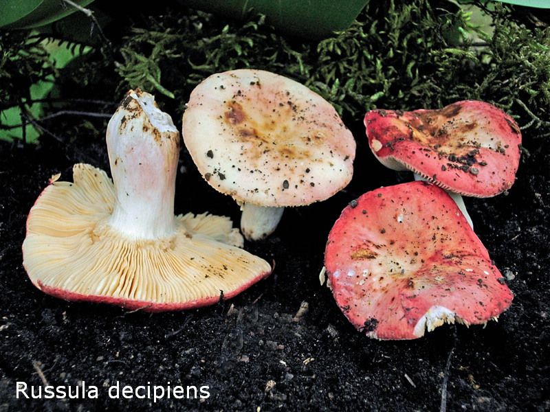Russula decipiens-amf1744-2.jpg - Russula decipiens ; Syn: Russula maculata var.decipiens ; Nom français: Russule trompeuse